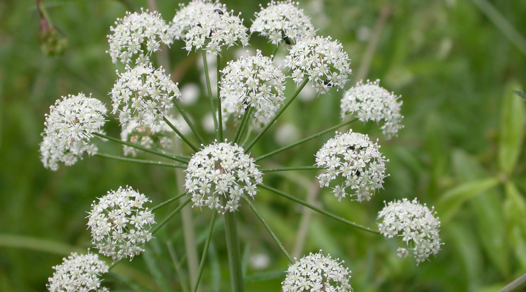 Bloei vd waterscheerling
